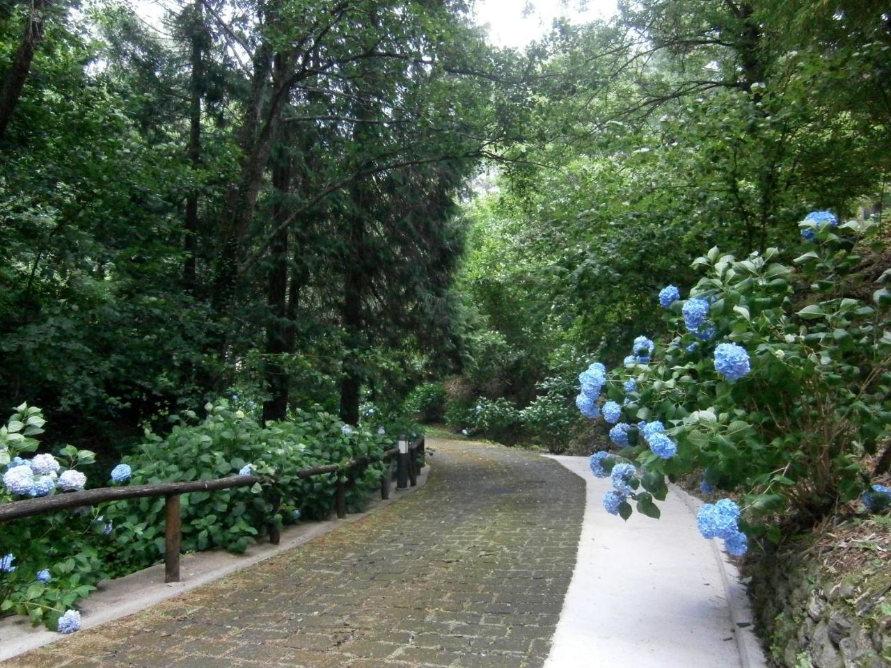 Il Bosco Di Campo Marzano Studios Borzonasca Ngoại thất bức ảnh